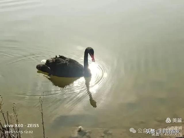 苇风载秋，鹤影映波——河北黄骅南大港湿地的初冬漫游｜ 申艳娟