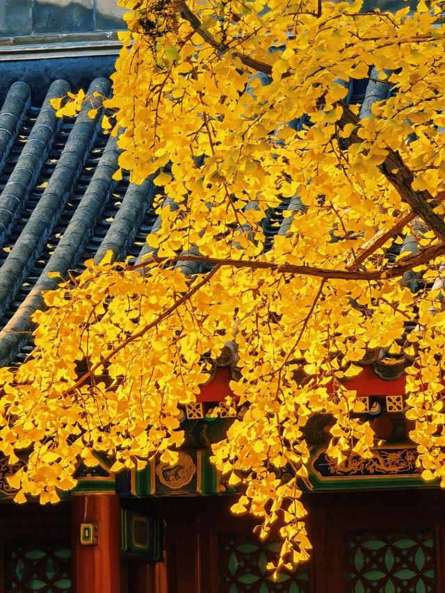 出片率100%！是时候来“京西小故宫”，邂逅一抹银杏黄
