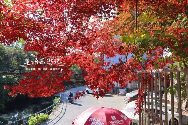 浙江宁波这处城中秘境被人忽略，但是秋色比油画还美，拍照特出片