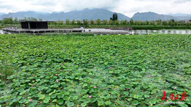 300公顷“荷海”盛放！大同浑源神溪湿地荷花醉了游人眼~
