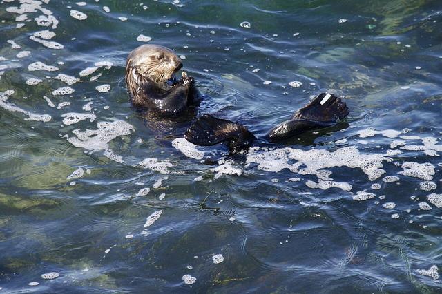 时隔2年再次作案！美国加州海獭抢游客冲浪板，疑似是惯犯841海獭