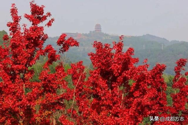 注意！这不是油画，而是成都的彩色秋天！