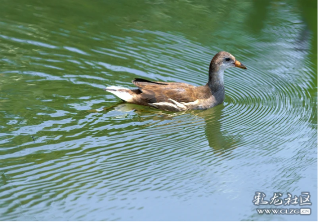 绿水青山醉昆明