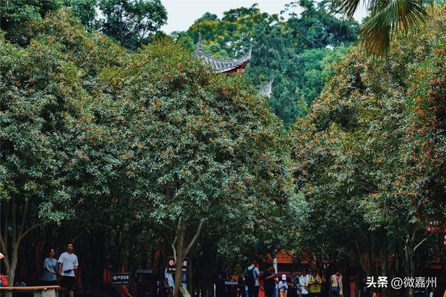 给生活充充电，与大佛共赏一山秋色