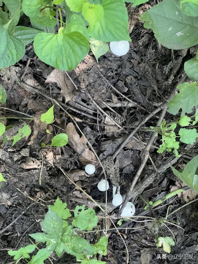 沈阳周边隐藏的“小阿勒泰”！市内出发一小时直达的云端秘境，还有高山草甸+萌宠乐园
