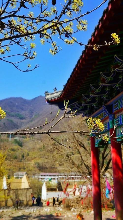 秦岭深山千年传奇：1500岁银杏见证历史，如今和他们达成守护契约