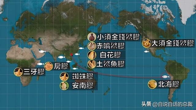 老哥能和花胶一起炖吗 2025年花胶可以和哪些药材一起炖汤