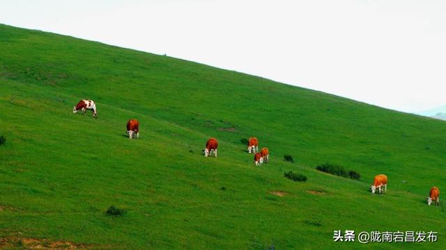 云游草原·乐享宕昌丨打卡宕昌草原，风车云海皆是诗