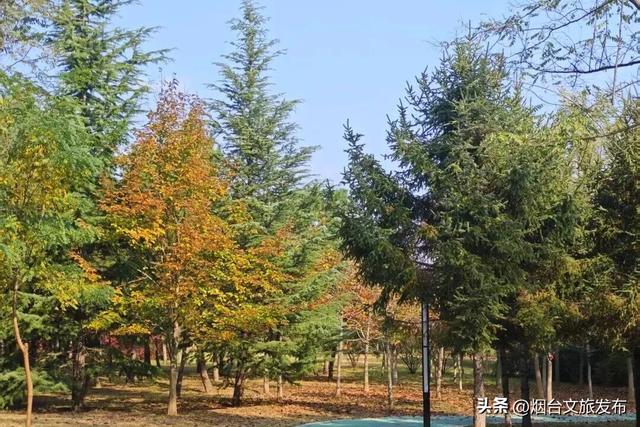 【乐游烟台】一键收藏！烟台海阳的秋天，把浪漫都洒在了这里