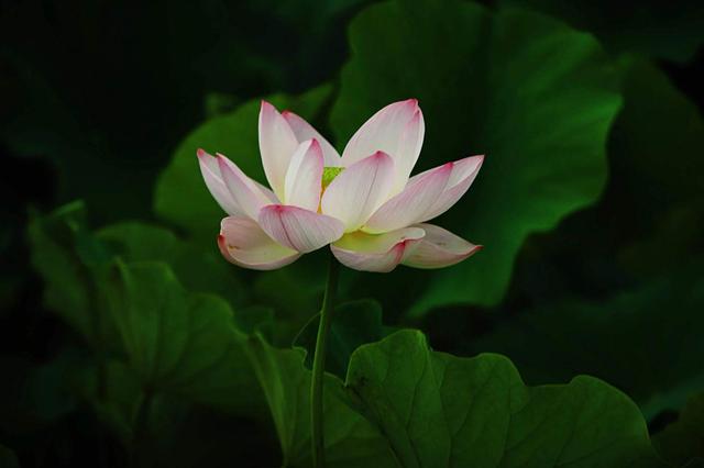 荷花依旧“笑”秋风