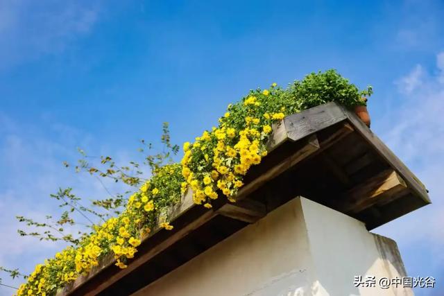 光谷菊展今起在鸡公山公园举行，各色“顶流”争奇斗艳等你打卡，持续至11月30日