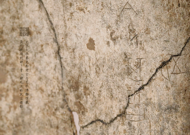 北京大学馆藏探秘：商代晚期刻辞卜骨，解锁千年占卜密码