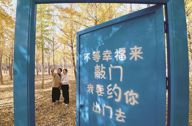 美在邯郸 | 曲周县千亩银杏林迎来最佳观赏季——千蝶化作一城金