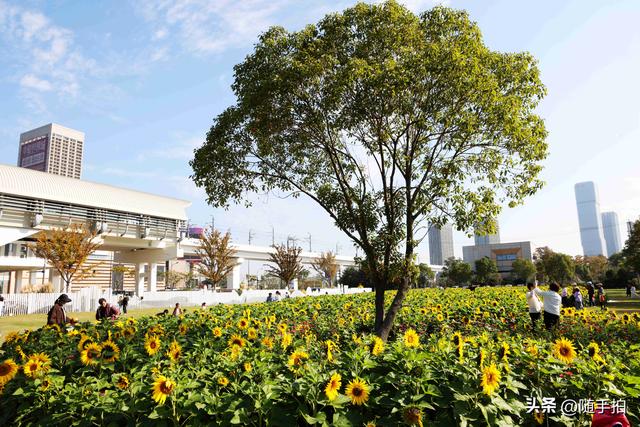 出站即入画，江苏苏州花桥地铁站向日葵花海浪漫触手可及