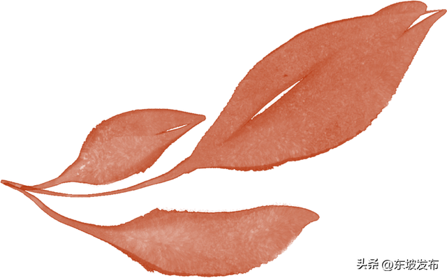 红了红了！东坡水杉出片率100%