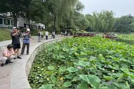 夏至已至，第一波荷花绚烂绽放！一起来赏图片