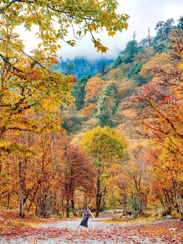 喇叭河红叶巅峰期打卡攻略，彩林秘境+野生萌兽，秋假带娃研学首选！