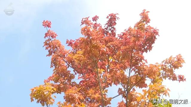 美上央媒！昆明红了！走走走，打卡最美枫景去，超全攻略速收藏→
