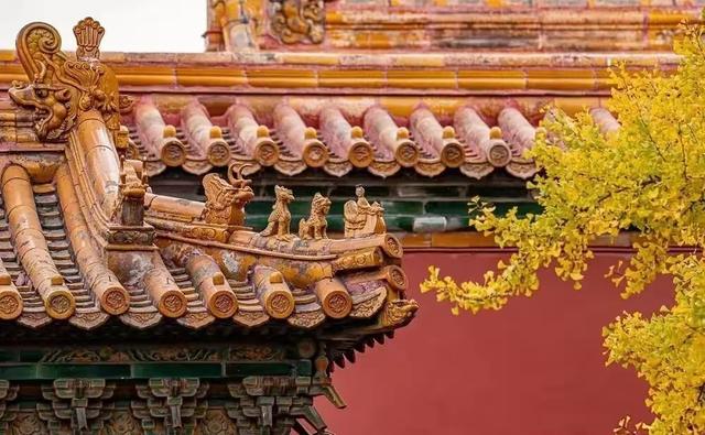 行摄手记：故宫秋色入画 一树银杏 半阙宫墙，定格六百年的金黄诗行