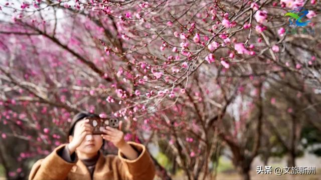 新洲梅花抢先打卡！抓住冬日第一抹绽放的色彩