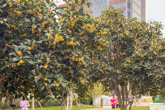 满城甜香，速赏桂花！莫要错过这迟来的秋日芬芳