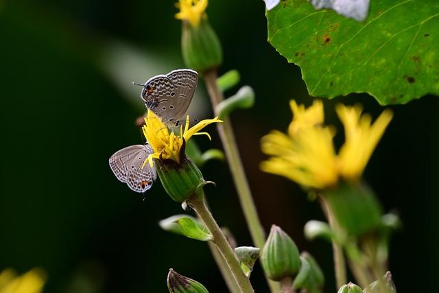 最近没时间逛月湖？来屏上赏秋，别错过这美景！