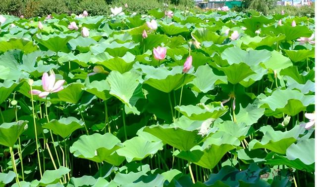 陆羽公园盛夏“荷”你有约 满池芳华醉心田