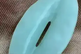 生肖属相及地支十二字（子丑寅卯等）的意义图片