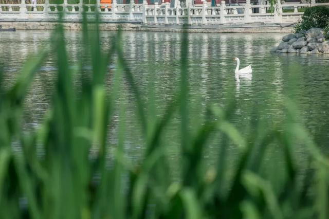 你好,夏天