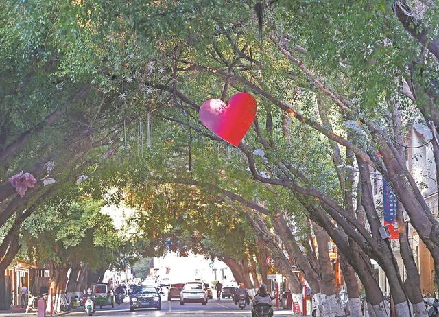 在泉州 连树木都这么有爱