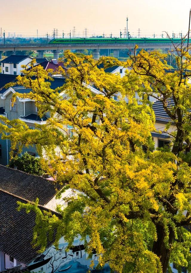 此时的太仓，美到心尖上！