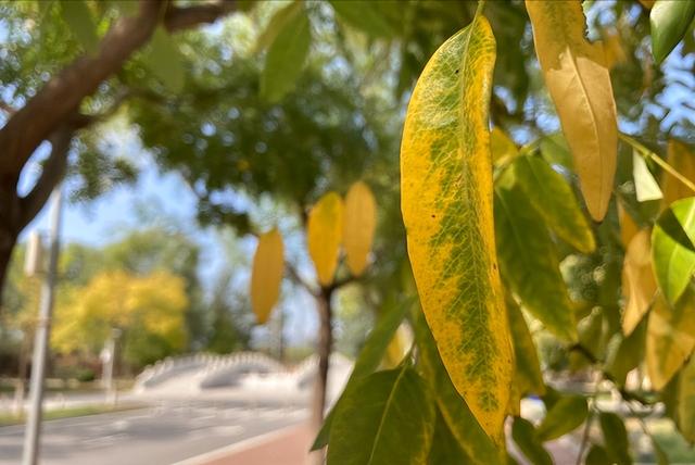 “不怕霜降雨，就怕霜降晴”	，霜降到了，为啥怕晴天？农谚咋预兆