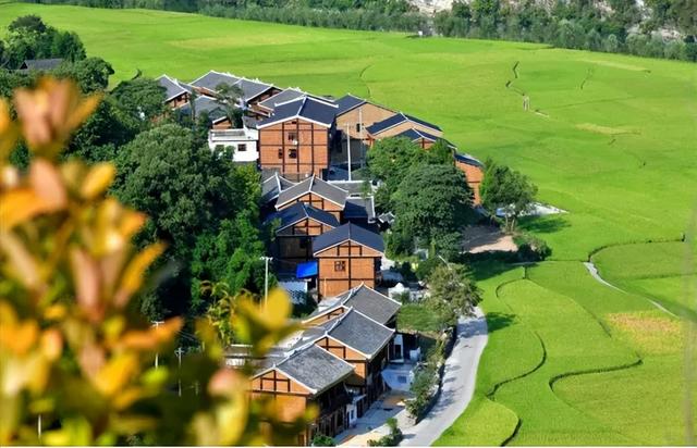 乡游黔中 · 凤冈县 进化镇丨银杏鎏金映古寨，高腔茶灯醉秋韵