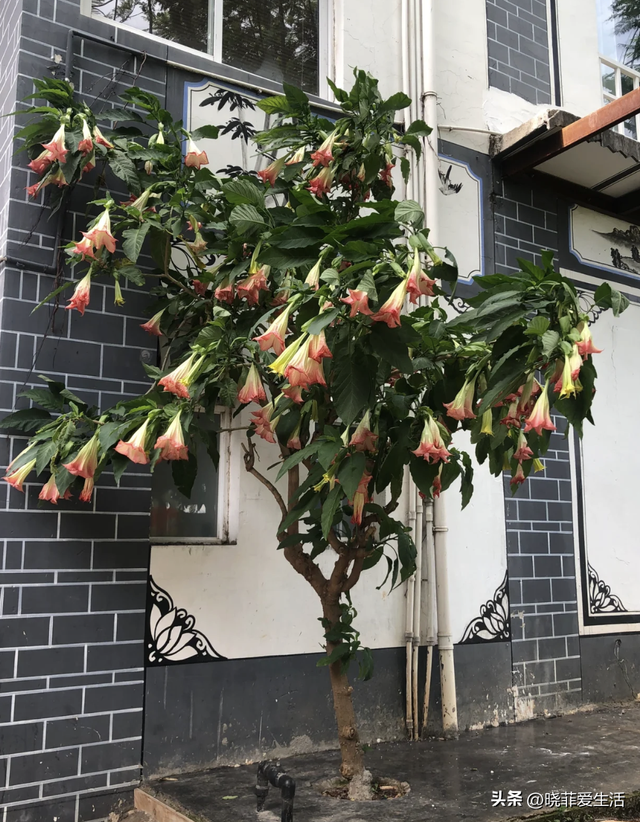 厦门一户人家把“曼陀罗”养大门口，太迷人，吸引无数人拍照打卡