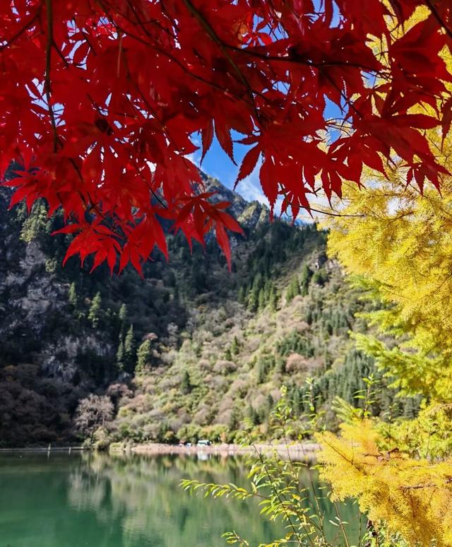 今年理县红叶开挂了！红得惊动天地，美到不可方物