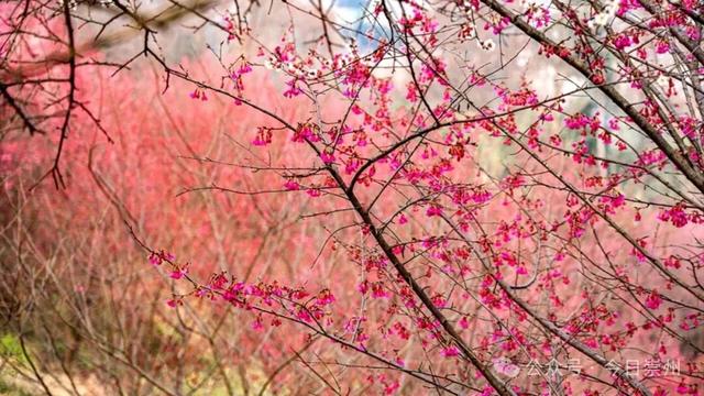 崇州的樱花，开啦！！!