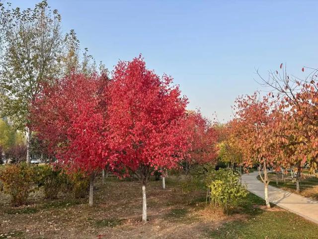 长春“醉”美赏秋攻略：循着落叶的轨迹，邂逅斑斓盛装