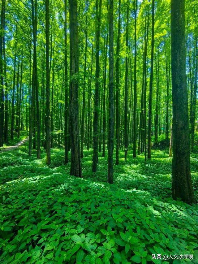 比市区低8℃！重庆周边1小时的免费耍水宝藏地，清凉又解压，快冲！
