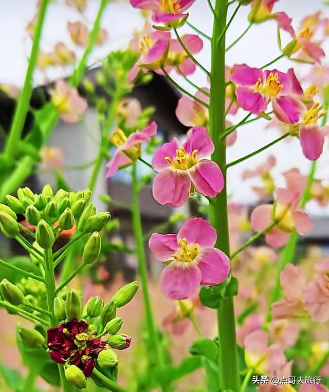 今天朋友圈的C位，成都限定的浪漫和震撼，错过了真的要等一年！