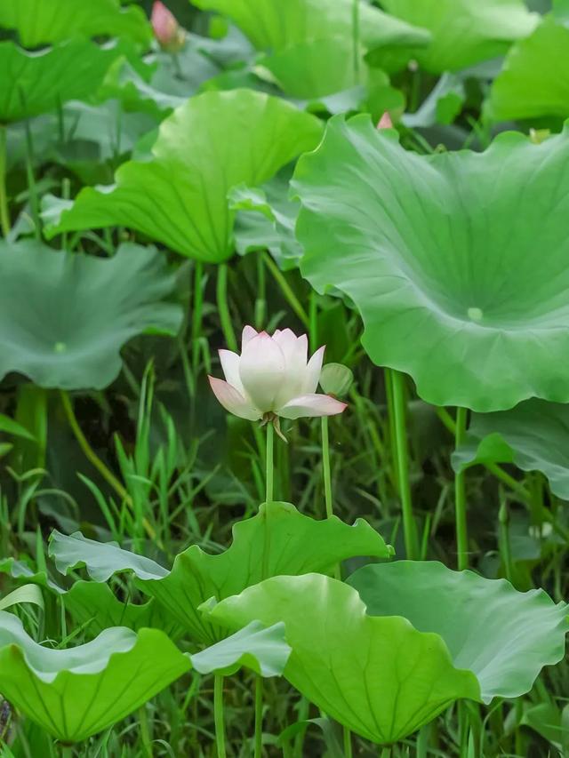 藕花深处棹歌远，江汉夏日荷风集