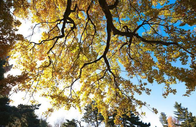 百年鎏金一树秋 | 在松苑咖啡馆，与长春最诗意的五角枫隔窗对望