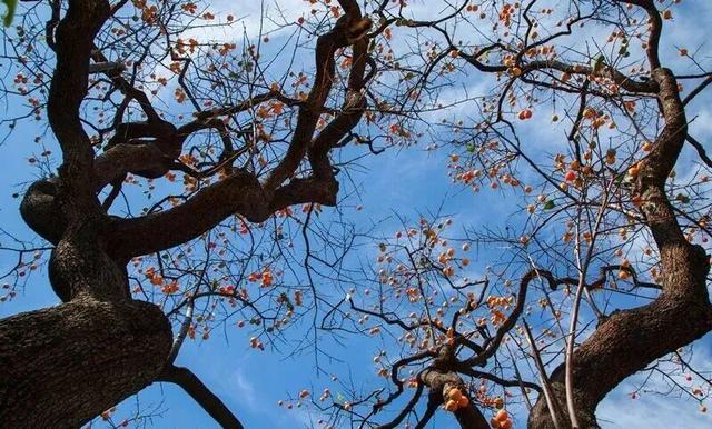 青州的秋天，从这份甜蜜开始