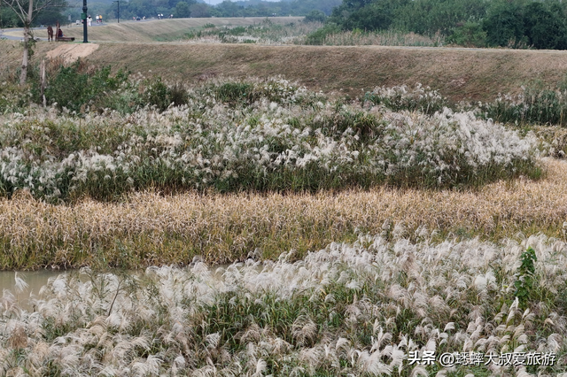 超绝的杭州“唐代泽”，已成秋冬打卡地，芦花翻滚，美不胜收！