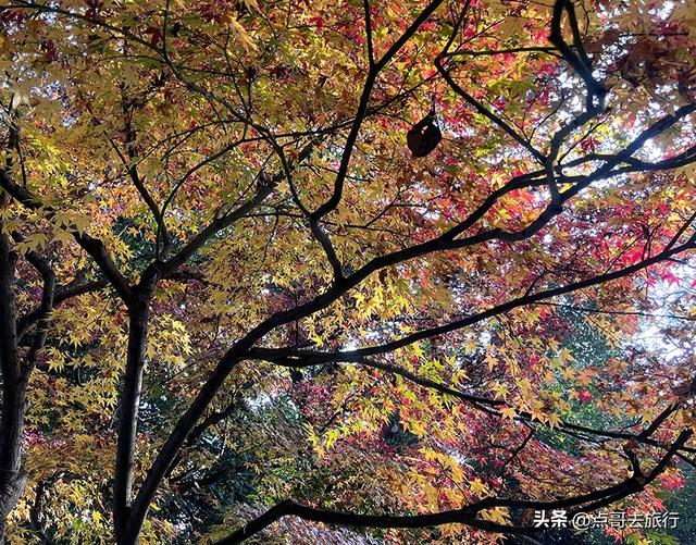 成都被私藏的彩林公园，流金溢彩，充满老城烟火气，地铁公交直达