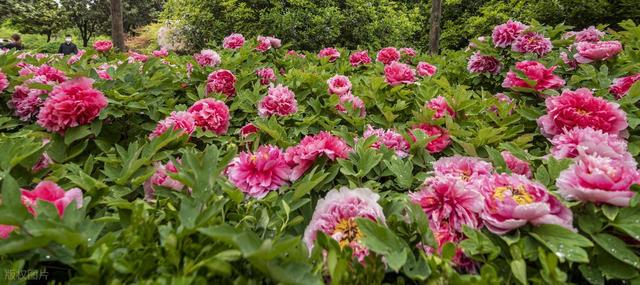 去洛阳玩了一趟，实话实说，这的生活跟网上说的不大一样