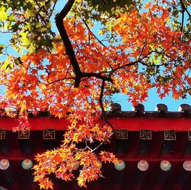 北京香山红叶