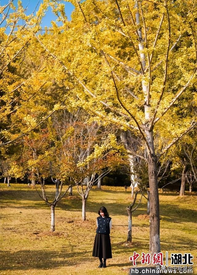 来汉阳解锁最有含金量的秋日玩法