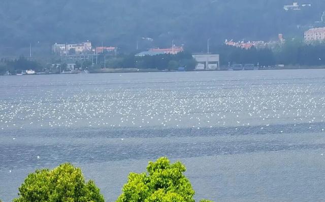 观鸥更方便！全新移动服务“神器”来了！