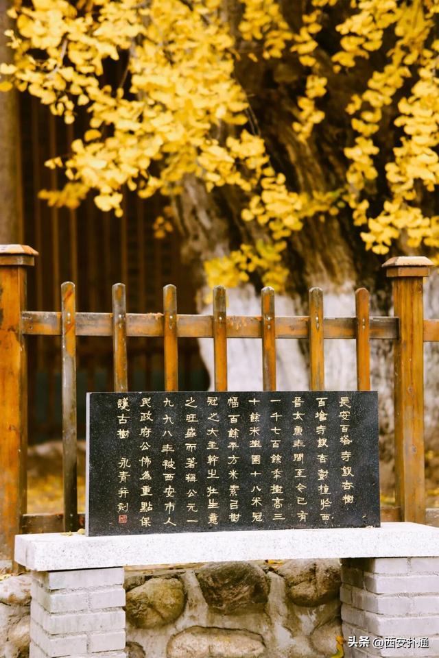 古观音禅寺谢幕？这里的千年银杏，才是最后的隐藏彩蛋！