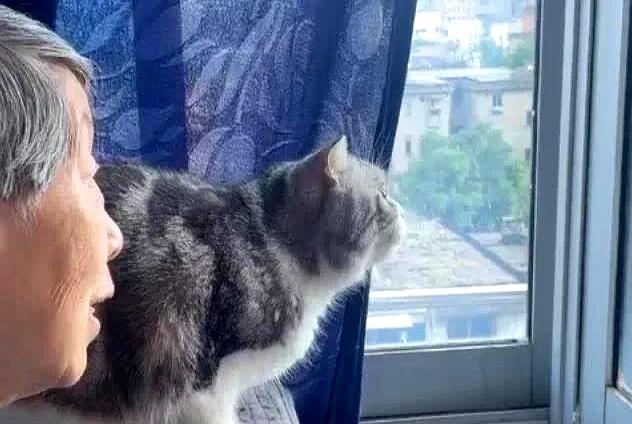 狸花猫打架输了，回家气呼呼地喝水，奶奶在旁一边安慰一边支招